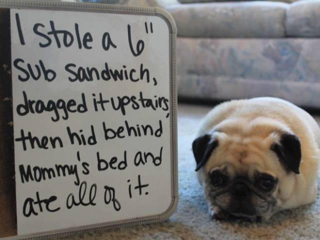 The Best Of Dog Shaming (19 pics)