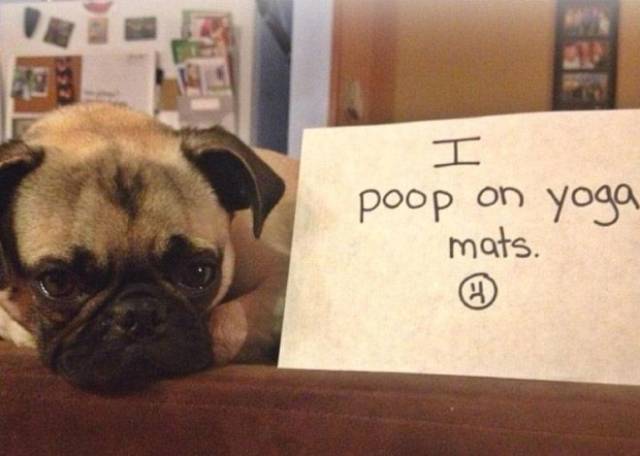 The Best Of Dog Shaming (19 pics)
