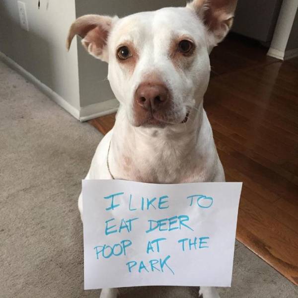 The Best Of Dog Shaming (19 pics)