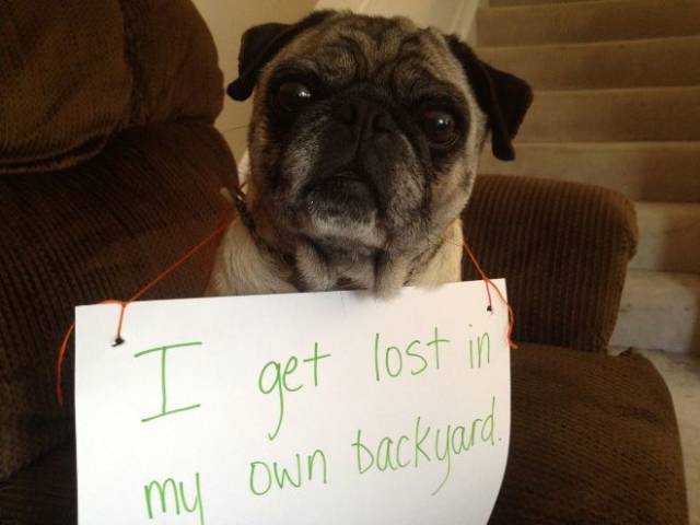 The Best Of Dog Shaming (19 pics)
