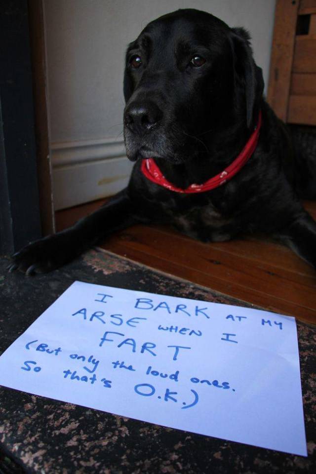 The Best Of Dog Shaming (19 pics)