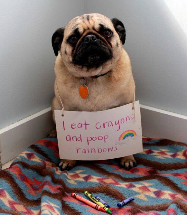 The Best Of Dog Shaming 19 Pics 