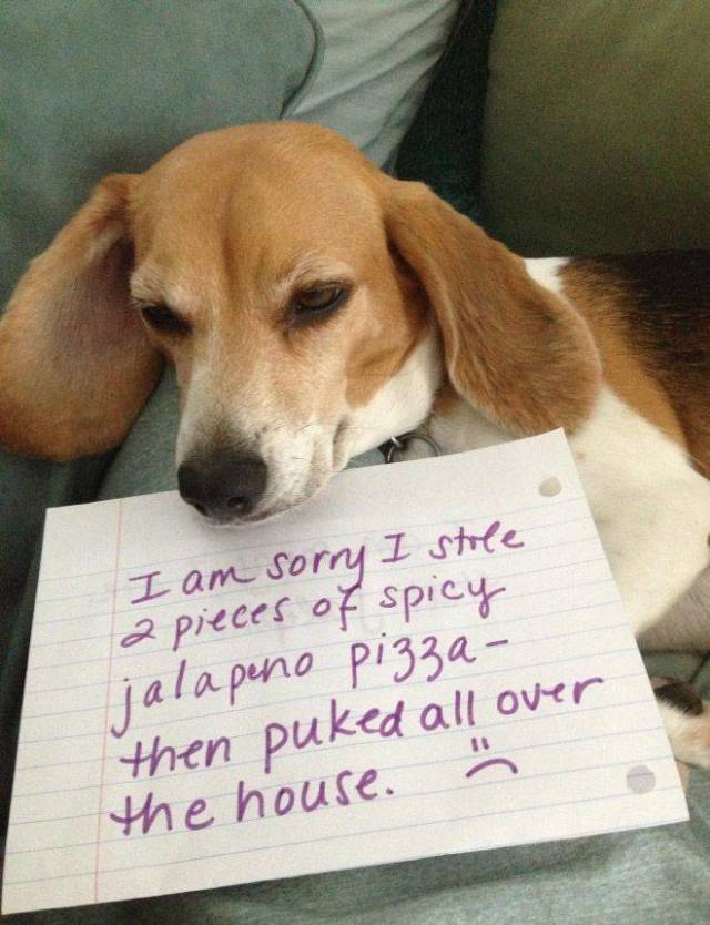 The Best Of Dog Shaming (19 pics)