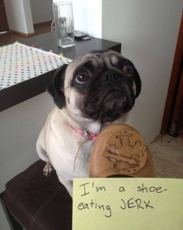 The Best Of Dog Shaming (19 pics)