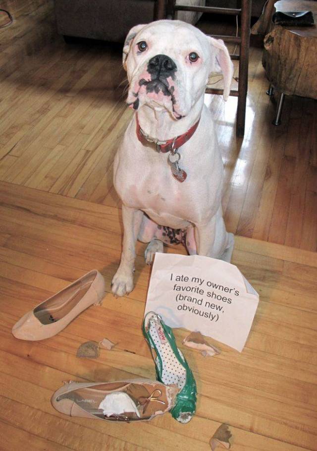 The Best Of Dog Shaming (19 pics)