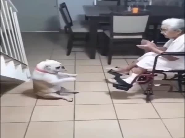 Buy A Grandma For Your Dogs Guys, You Won't Regret It
