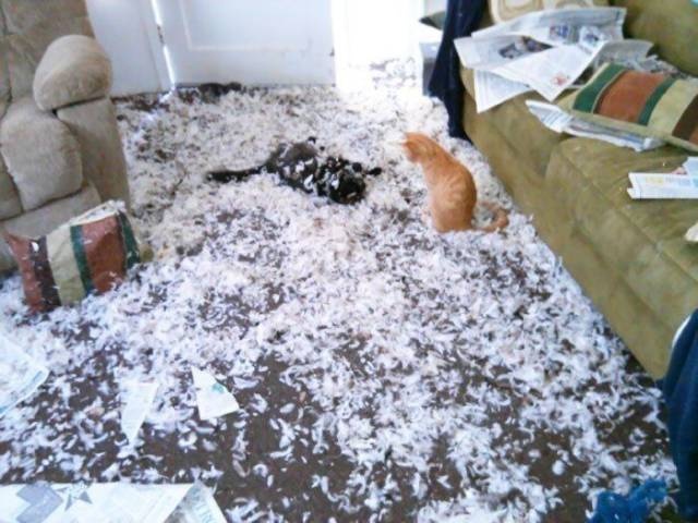 Acid Picdump (98 pics)