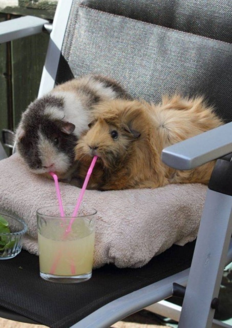 Acid Picdump (98 pics)