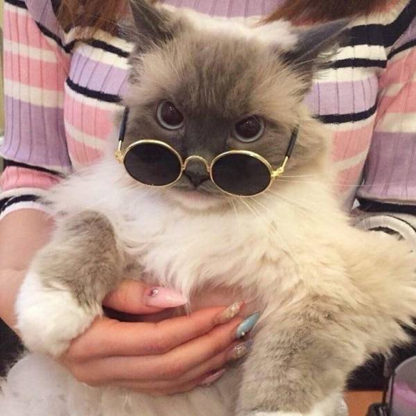 Acid Picdump (98 pics)