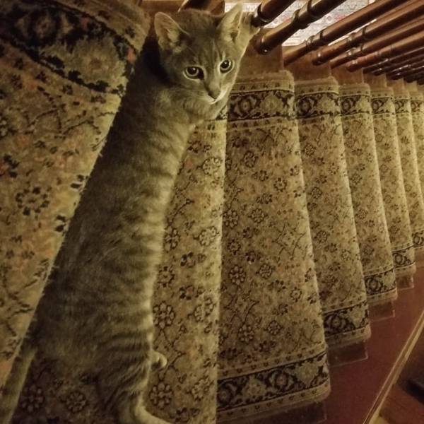 Camouflaging Animals (24 pics)