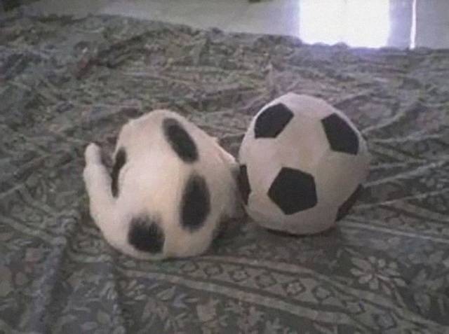 Camouflaging Animals (24 pics)
