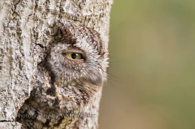 Camouflaging Animals (24 pics)
