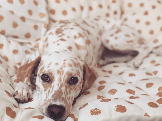 Camouflaging Animals (24 pics)