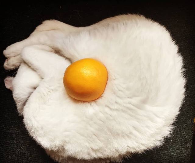 Camouflaging Animals (24 pics)