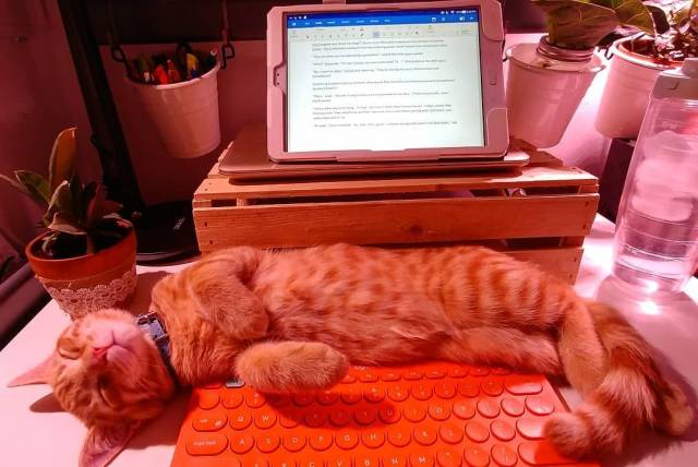 Camouflaging Animals (24 pics)