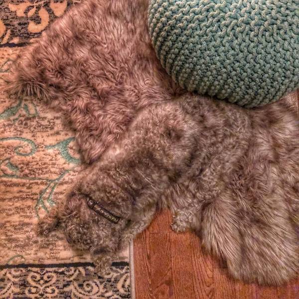 Camouflaging Animals (24 pics)