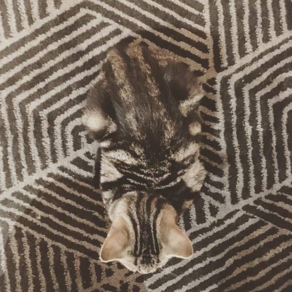 Camouflaging Animals (24 pics)