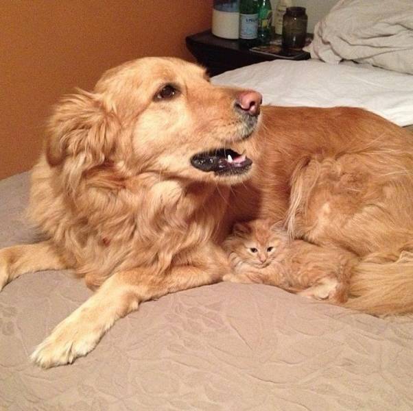 Camouflaging Animals (24 pics)