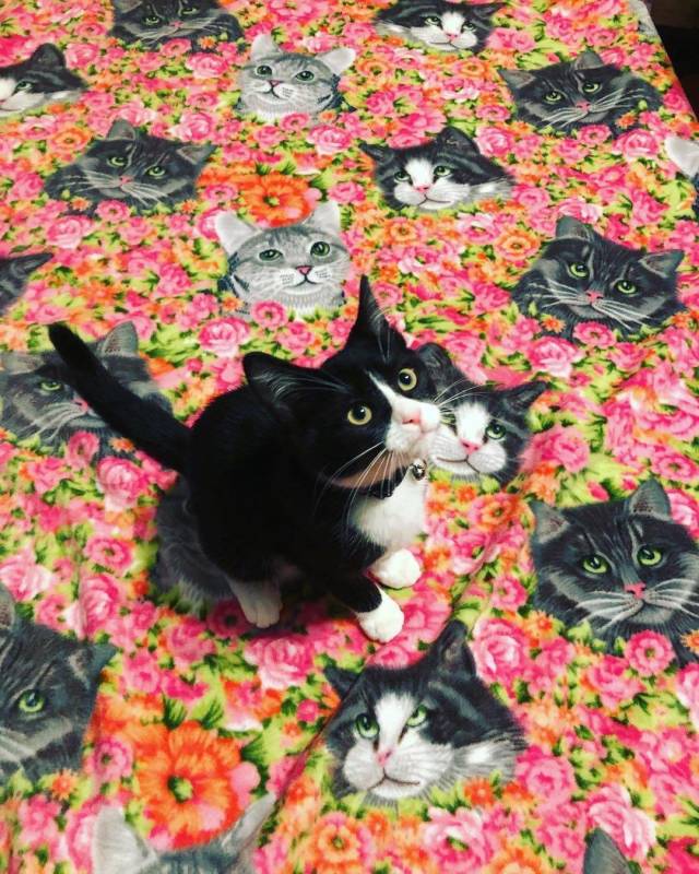 Camouflaging Animals (24 pics)