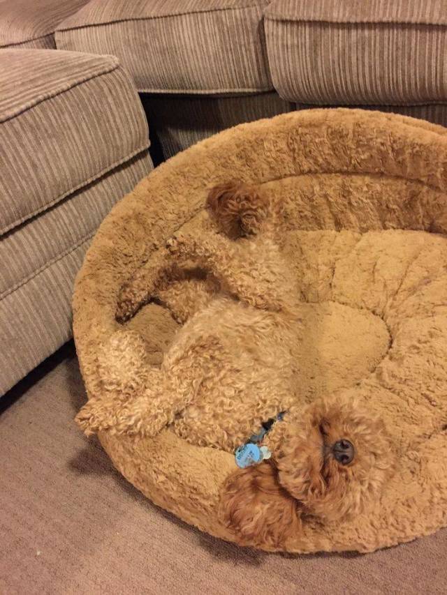 Camouflaging Animals (24 pics)