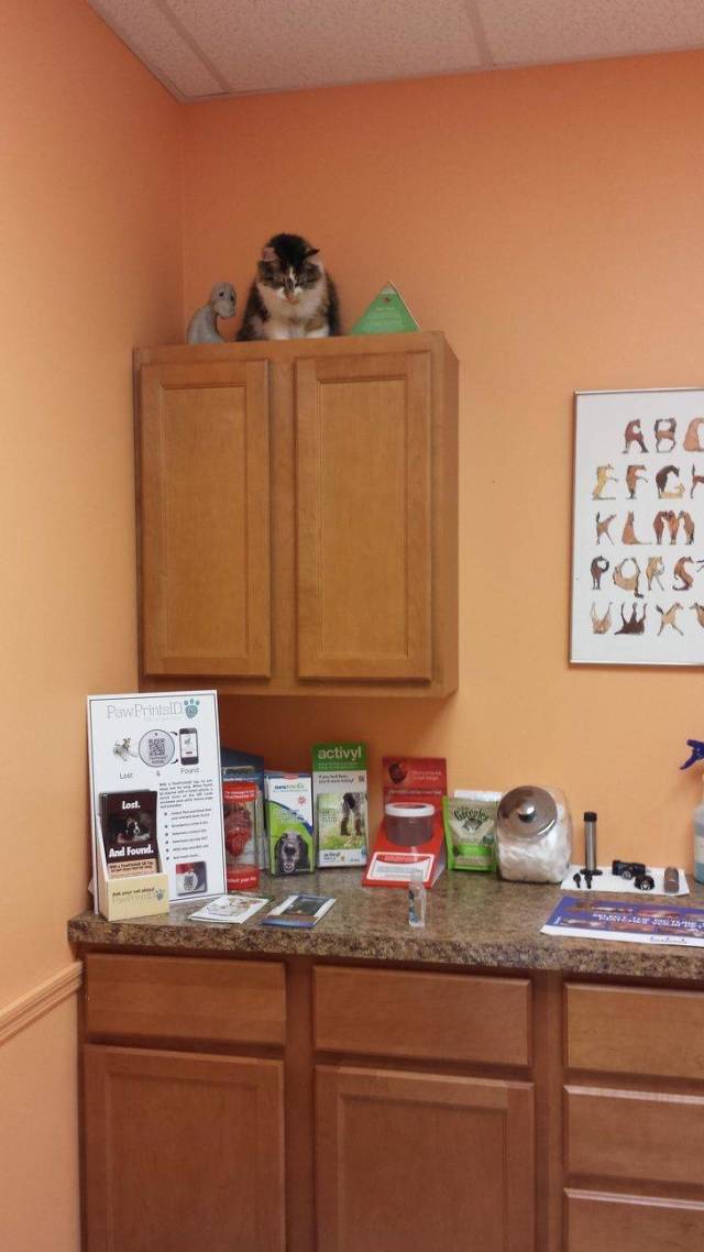 Camouflaging Animals (24 pics)