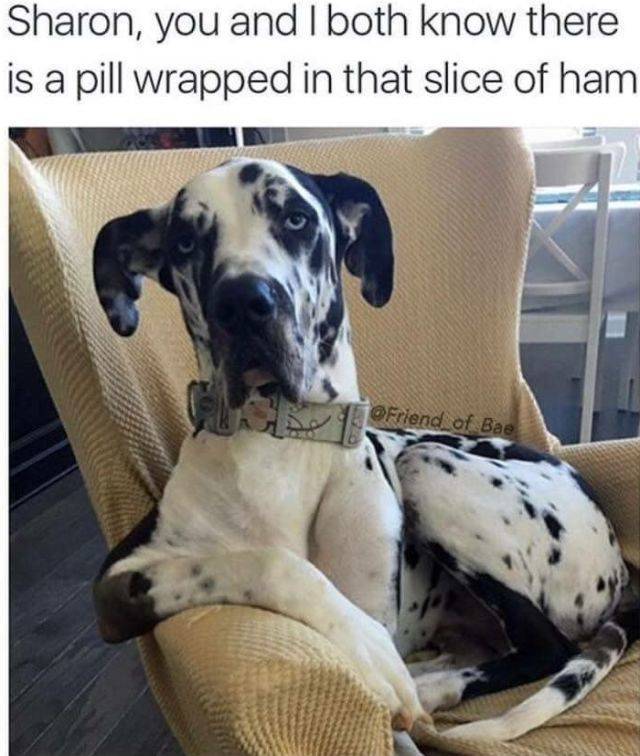 Dog Memes (36 pics)
