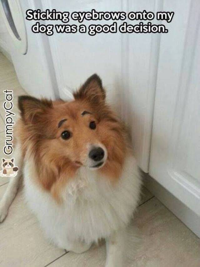 Dog Memes (36 pics)