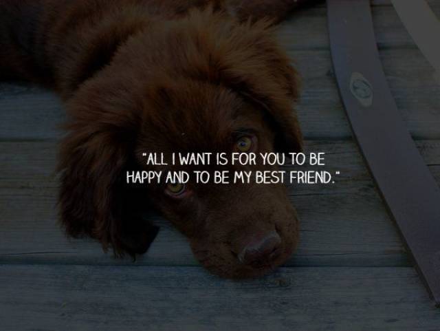 What Your Dogs Wants To Say To You (15 pics)