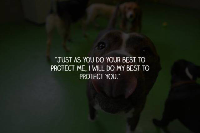 What Your Dogs Wants To Say To You (15 pics)