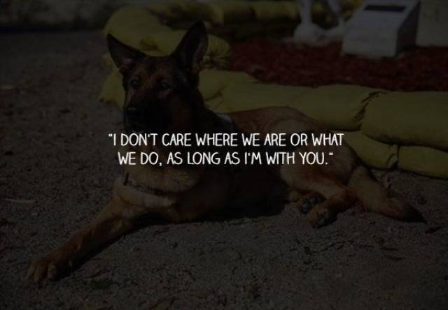 What Your Dogs Wants To Say To You (15 pics)