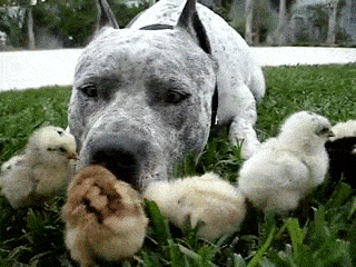 Acid Gifdump, January 2 (25 gifs)