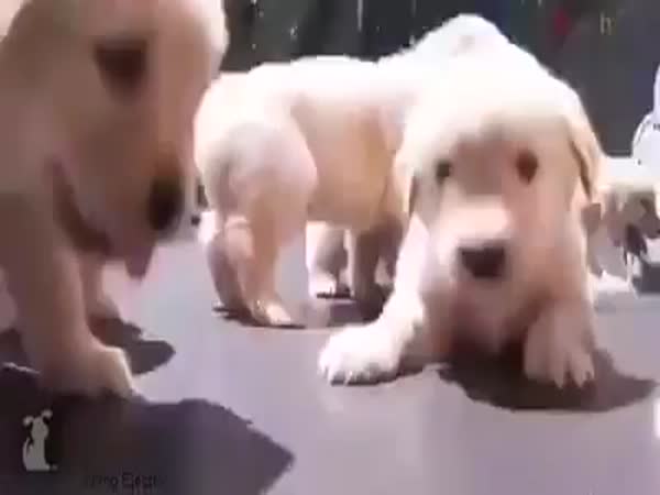 Here's Something To Cheer You Up For The Day