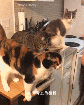 Acid Gifdump, January 4 (25 gifs)