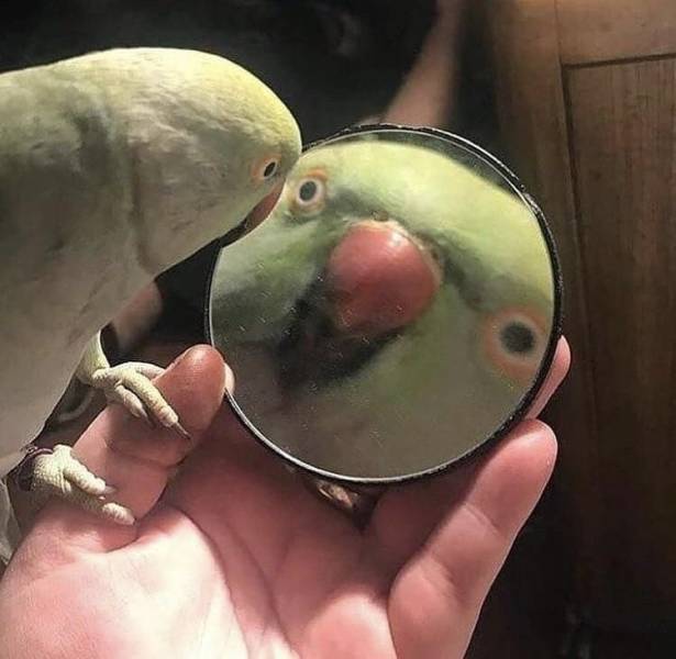 Acid Picdump (90 pics)