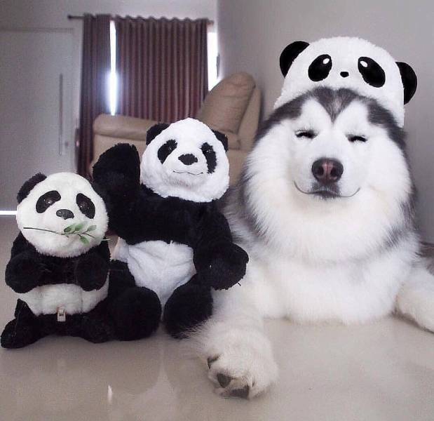 Acid Picdump (90 pics)