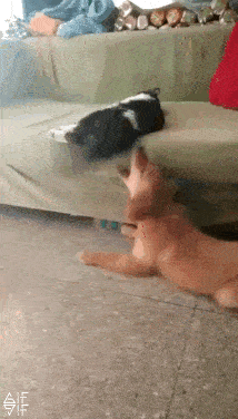 Acid Gifdump, January 7 (25 gifs)