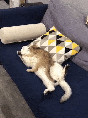 Acid Gifdump, January 7 (25 gifs)