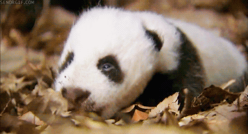 Acid Gifdump, January 7 (25 gifs)