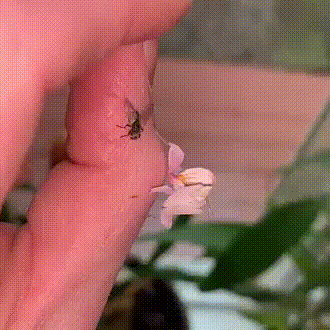 Acid Gifdump, January 8 (25 gifs)