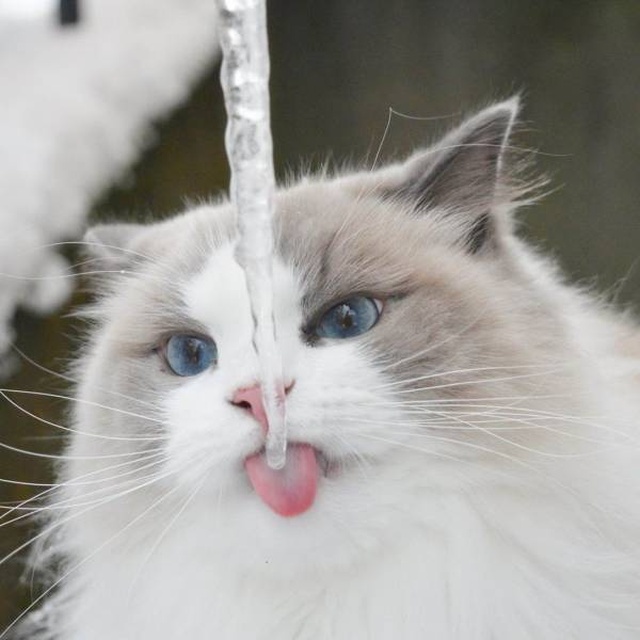 Acid Picdump (90 pics)