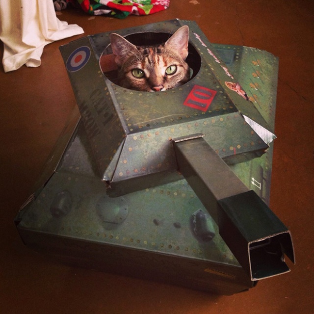 Cats In Cardboard Tanks (21 pics)