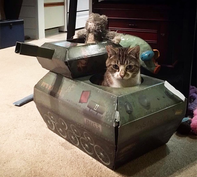 Cats In Cardboard Tanks (21 pics)