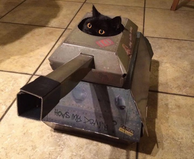 Cats In Cardboard Tanks (21 pics)