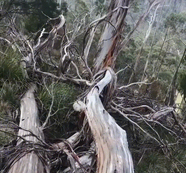 Acid Gifdump, January 9 (25 gifs)