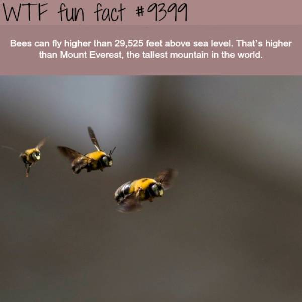 Interesting Facts (38 pics)