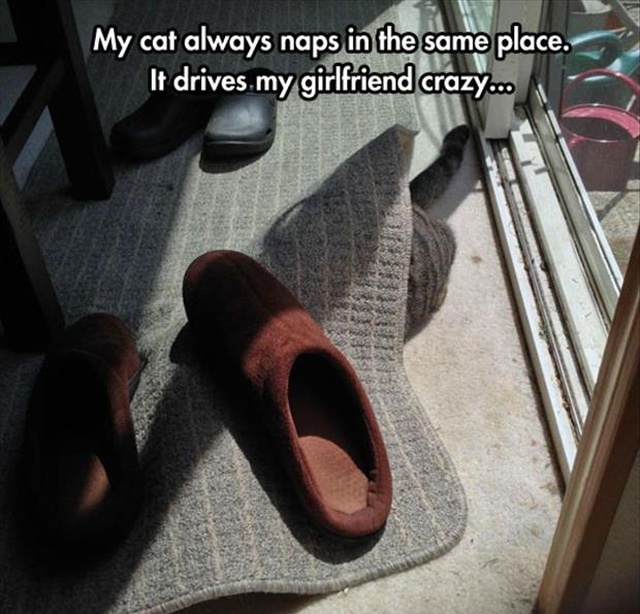 Cat Naps (4 pics)