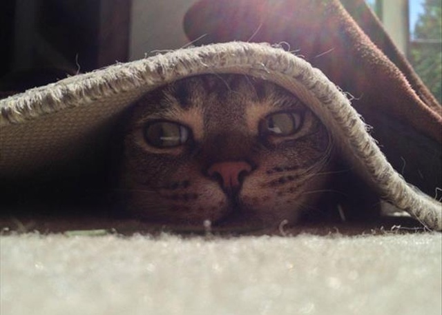 Cat Naps (4 pics)
