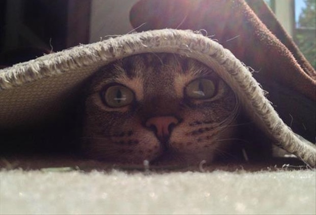 Cat Naps (4 pics)