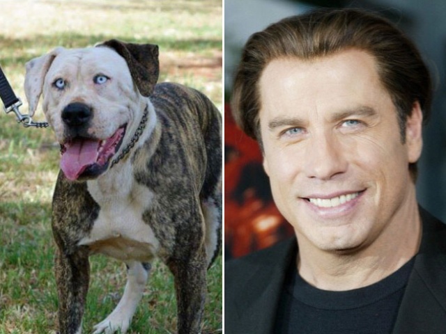 Celebrities And Their Animal Doppelgängers (20 pics)
