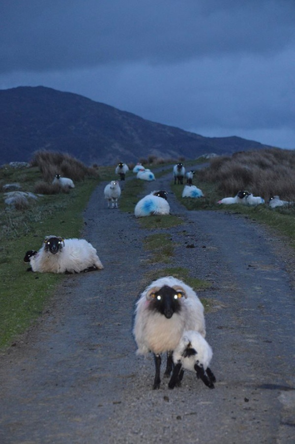 Sheep At Night Are Scary (20 pics)